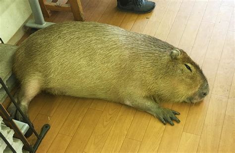 Grand Capybara 2