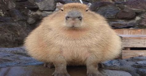 Grand Capybara 3