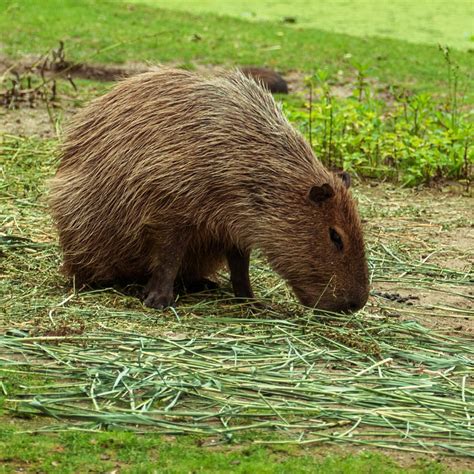 Capybara Normal 2