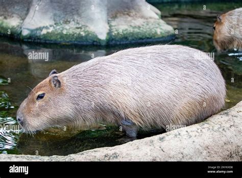Capybara Normal 3