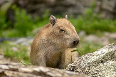 Petit Capybara 2